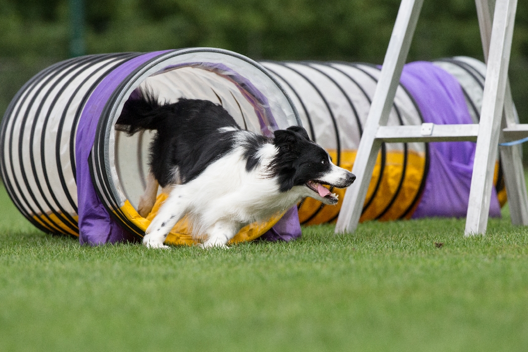 VVH familiedag 2 2013 033