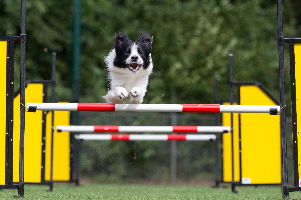 VVH familiedag 2 2013 035