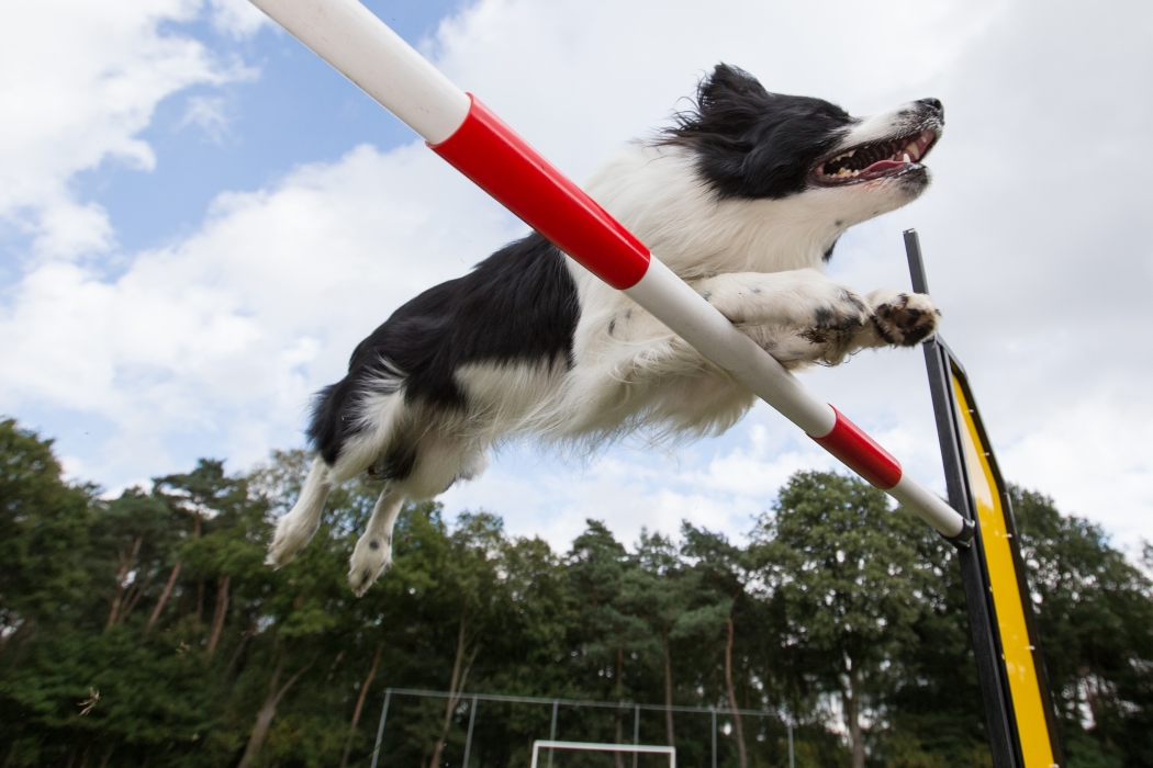 VVH familiedag 2 2013 041